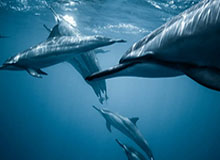 kaiyun-波兰队大名单：莱万领衔，米利克、皮亚特克在列